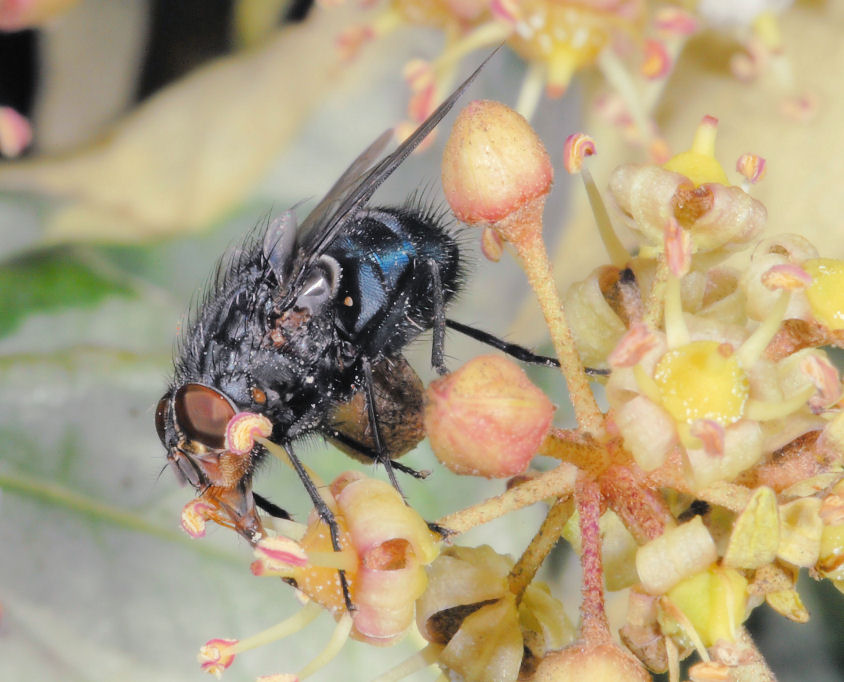 Bluebottle